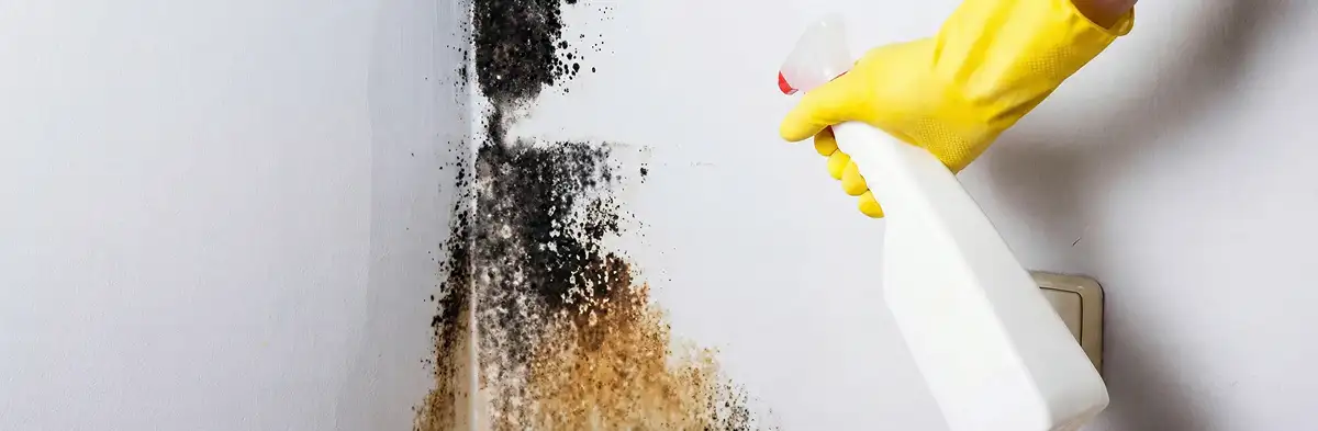 visible mold growth on an interior wall being treated during mold removal service in Salt Lake City, UT